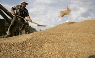 La Russie, troisième exportateur mondial de céréales, a nettement abaissé jeudi sa prévision de récolte pour 2012, mais s'est voulu rassurante vis-à-vis des marchés mondiaux déjà ébranlés par la sécheresse aux Etats-Unis, excluant un embargo sur ses exportations.