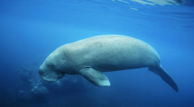 Nouvelle Caledonie Les Dugongs Menaces De Disparition Par Le Braconnage Nouvelle Caledonie Les Dugongs Menaces De Disparition Par Le Braconnage