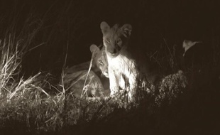 Les lionceaux de Cecil, photographiés dans le parc national de Hwange début août 2015.
