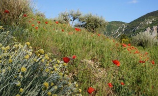 Différentes applications permettent d'entretenir son jardin ou de nous guider vers les plus beaux parcs de l'Hexagone.