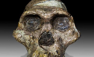 Le crâne de l'Australopithèque «Mrs Ples» conservé au Transvaal Museum de Pretoria, en Afrique du Sud.