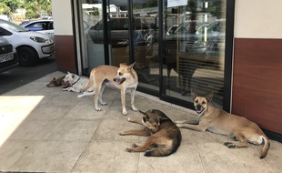 Comité d'accueil devant une boulangerie de l'ouest de La Réunion en décembre 2018.