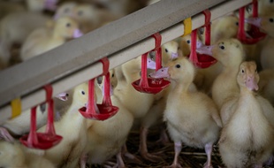 Un élevage de canards en France.
