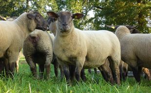 Le prévenu élevait des brebis et des vaches. (Photo d'illustration)
