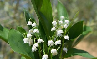 Du muguet (illustration).