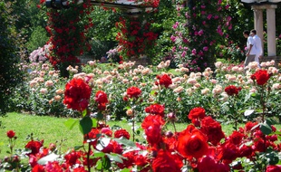 L'une des roseraies du parc de la tête d'Or
