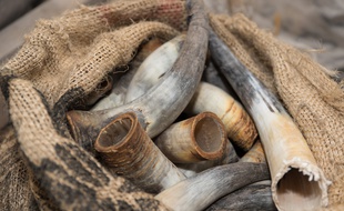 La start-up toulousaine Authentic Material collecte, broie et façonne les cornes de vache pour en faire des manches de couteau, bijoux, etc.