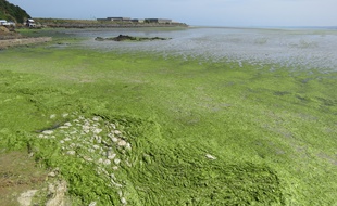 Des algues vertes sur la plage du Valais, à Saint-Brieuc, le 17 juillet 2019.