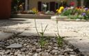 Des mauvaises herbes dans le gravier ? Découvrez ces astuces simples et rapides qui vous faciliteront la vie