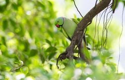 Avez-vous ces oiseaux exotiques dans votre jardin ?