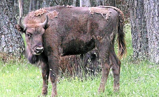 Le parc compte 45 bisons d'Europe.