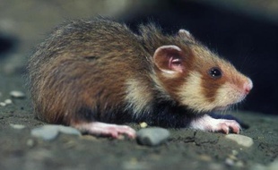 La situation du grand hamster d'Alsace, une espèce en voie d'extinction qui a valu à la France des poursuites devant la Cour européenne de justice, reste très critique malgré une "stabilisation" du nombre de terriers recensés, ont estimé vendredi des scientifiques et défenseurs de l'environnement.