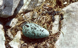 Oeuf bleu, illustration.