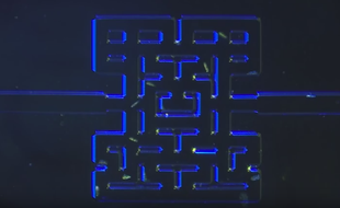 Fin juin 2016, des chercheurs norvégiens de l'University College of Southern Norway (Nottoden) ont recréé un labyrinthe qui ressemble au jeu Pac-Man et dans lequel ils ont placé des micro-organismes. La vidéo de leurs travaux a déjà été vue plus de 300.000 fois.