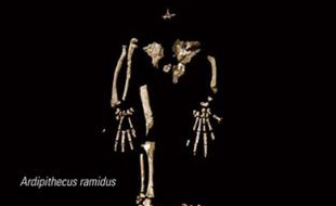 La couverture de la revue Science du 2 octobre 2009, présentant le squelette d'Ardi, le plus ancien ancêtre connu de l'homme