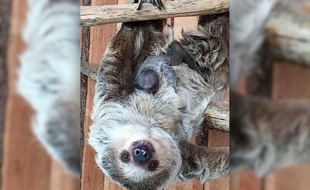 Un bébé paresseux (dans les bras de sa maman) est né à la Boissière du Doré