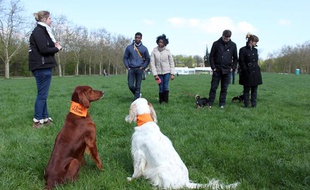 L'Ecole des chiens forme 2.000 chiens par an, ici un cours à Vincennes, le 20 avril 2013.