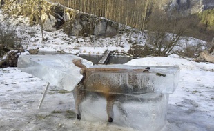 Un renard a été pris dans la glace