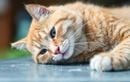 Il fait tout tomber sur son passage ! Ce que cache vraiment le manège de votre chat et comment réagir efficacement