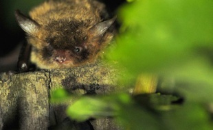 Une chauve souris insectivore dans la vigne.