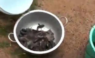 Capture d'écran d'une vidéo dans laquelle des habitants d'un village du Sri Lanka ramassent des poissons tombés du ciel.