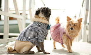 28% des Français ont déjà acheté un vêtement pour leur chien.