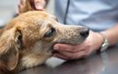 Mutuelle pour chien : les pièges à éviter et comment comparer les offres avant de souscrire