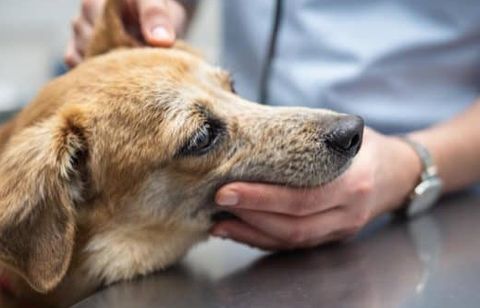 Mutuelle pour chien : les pièges à éviter et comment comparer les offres avant de souscrire