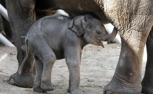 Une petite femelle éléphant d'Asie est née fin mai au zoo de Pont-Scorff (Morbihan), première naissance de ce type en Europe cette année, a-t-on appris lundi auprès du zoo.