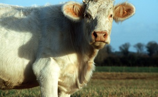 Une vache de race charolaise, illustration.