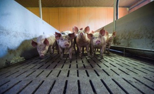 Des cochons, le 11 mars 2015 dans une exploitation à Loray, dans l'est de la France