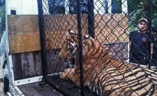 Les autorités thaïlandaises ont saisi plus de 200 animaux vivants dont des tigres, des lions, des panthères et d'autres espèces en danger au cours d'un raid contre un réseau de trafiquants, a indiqué la police jeudi.