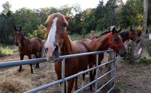 Des chevaux dans un enclos.