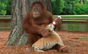Une femelle orang-outan donne le biberon à un bébé tigre