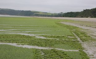 La plage de la Grandville, à Hillion, ici recouverte d'algues vertes en juin 2021.