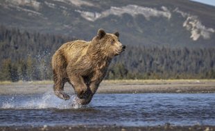 Un ours brun se débat pour attraper un poisson, dans le sud-ouest de l'Alaska, aux Etats-Unis.