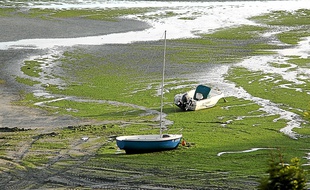 Des algues vertes échouées sur une plage de Saint-Michel-en-Grève en 2011.