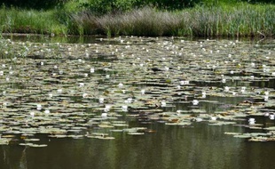 Un lac de la réserve naturelle du camp militaire de Chambaran en Isère, le 11 juin 2014
