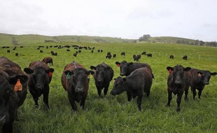 Des vaches paissent à Tomales en Californie le 24 avril 2014