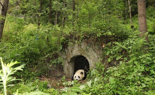 Une femelle panda a donné naissance à un petit dans le centre de réintroduction dans la nature de Wolong, en Chine.