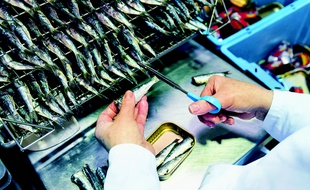 Les sardines sont emboîtées dans l'usine La Belle-Iloise à Quiberon.