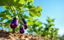 Cette taille légère à faire fin juillet booste vos aubergines pour des récoltes abondantes malgré la canicule