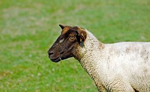 L'éleveur était rémunéré 140 euros par mouton abattu. (image d'illustration)