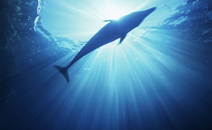 Illustration d'un dauphin.