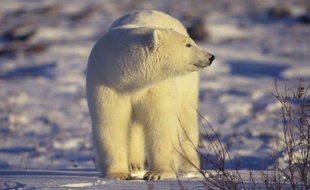 Un ours polaire au Canada.