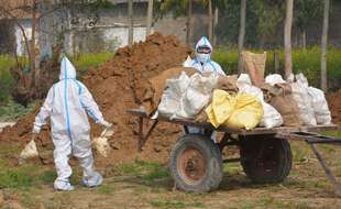 Des cadavres de volailles contaminées par la grippe aviaire sont détruits en Inde le 22 janvier 2021