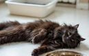 Fatigue, poils ternes, urines foncées : quand faut-il vraiment s’inquiéter de l’hydratation de votre chat ?