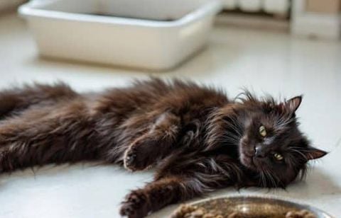 Fatigue, poils ternes, urines foncées : quand faut-il vraiment s’inquiéter de l’hydratation de votre chat ?