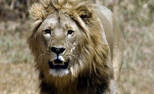 A peine 250 lions adultes vivent encore dans toute l'Afrique de l'ouest, ce qui fait peser de lourdes craintes quant à la survie de leur espèce, a indiqué à l'AFP un cadre de l'ONG Panthera, en charge de leur comptage.