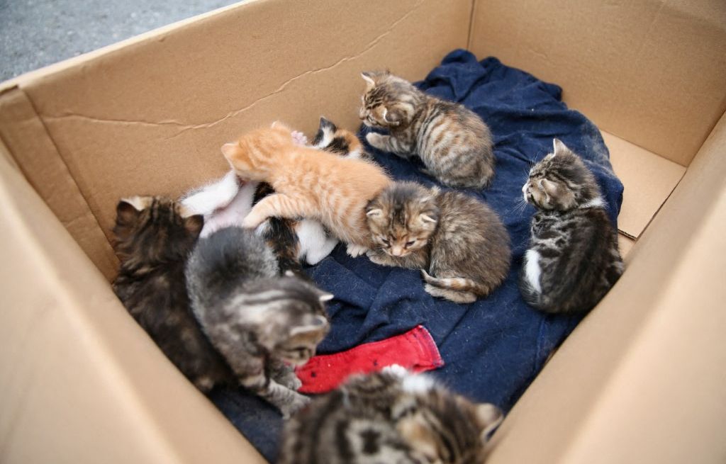 Pourquoi les abandons d'animaux ont augmenté de 14 % cet été ?